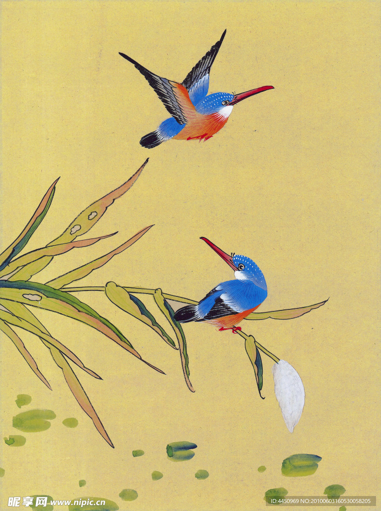 芦苇翠鸟