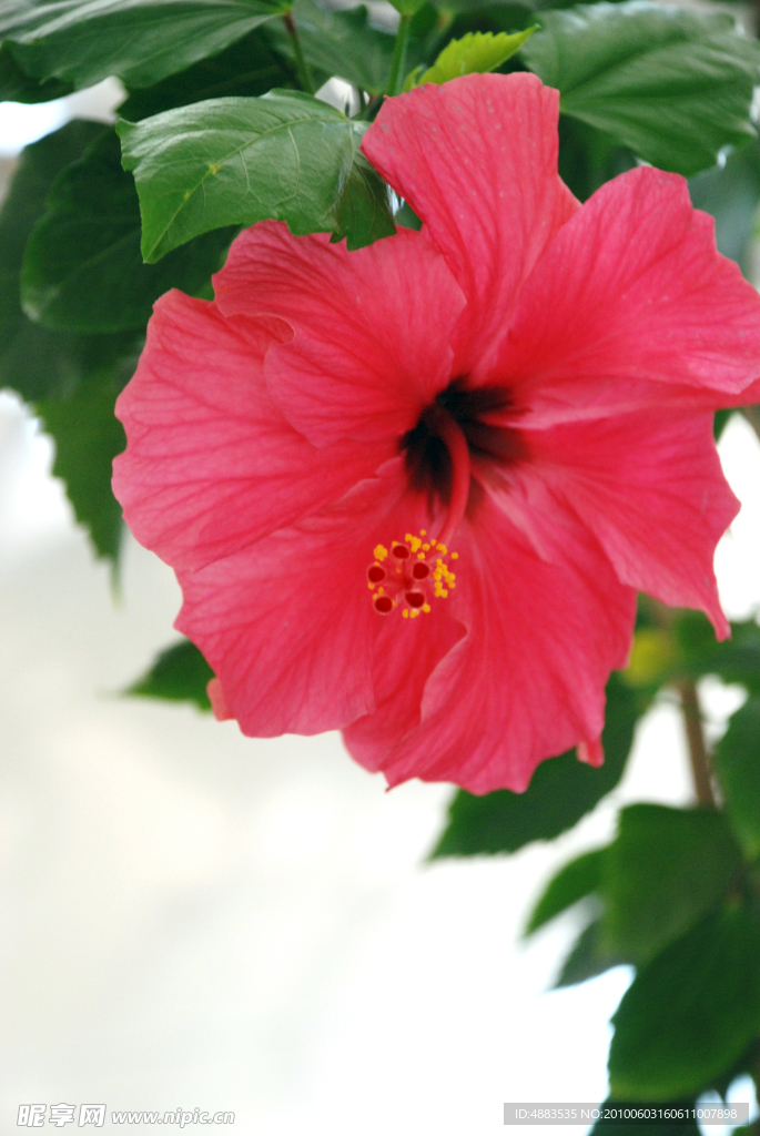 扶桑花