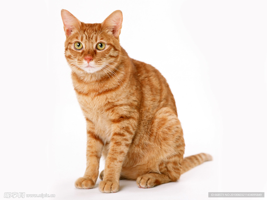 猫咪