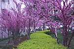 小区绿化