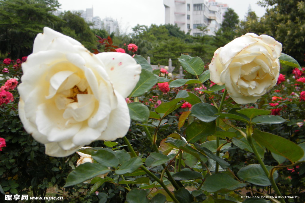 月季花