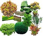 园林植物素材