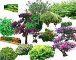 常用植物素材