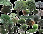 常用植物素材