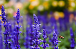 薰衣草和蜜蜂