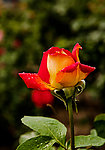 月季花