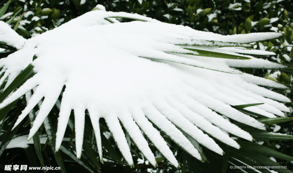 雪之翼