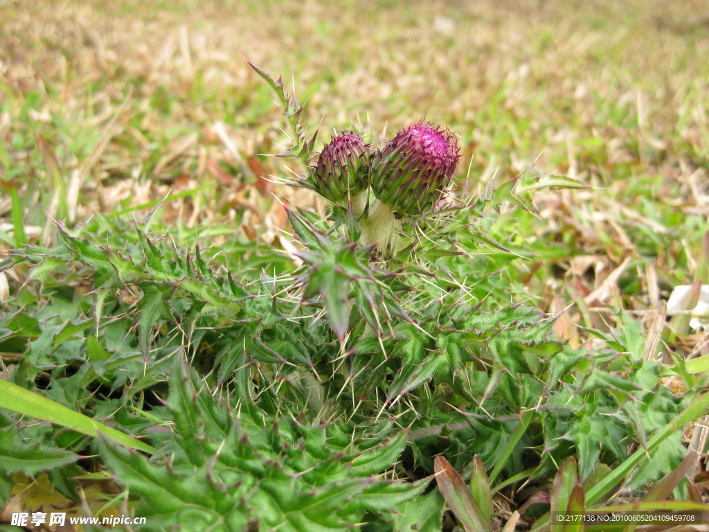 野花野草