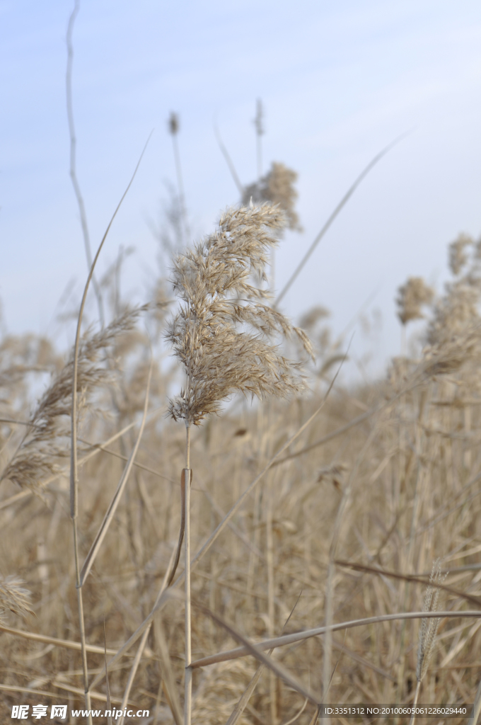 芦草 干枯 野外 天空