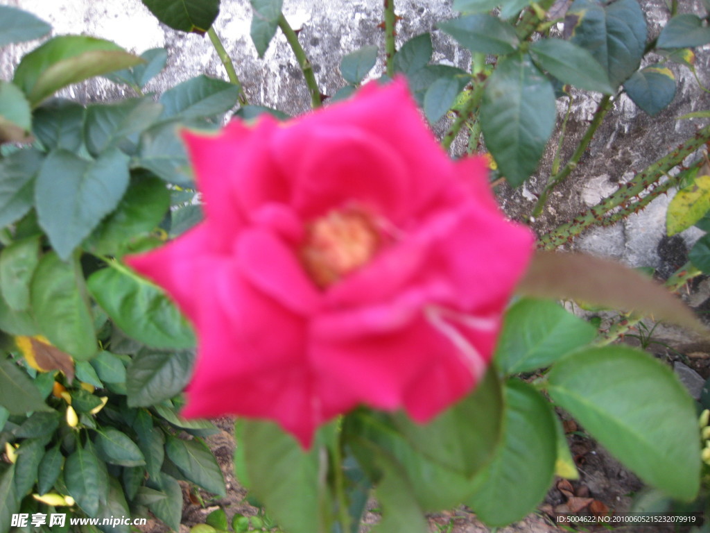 月季花