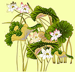 荷花