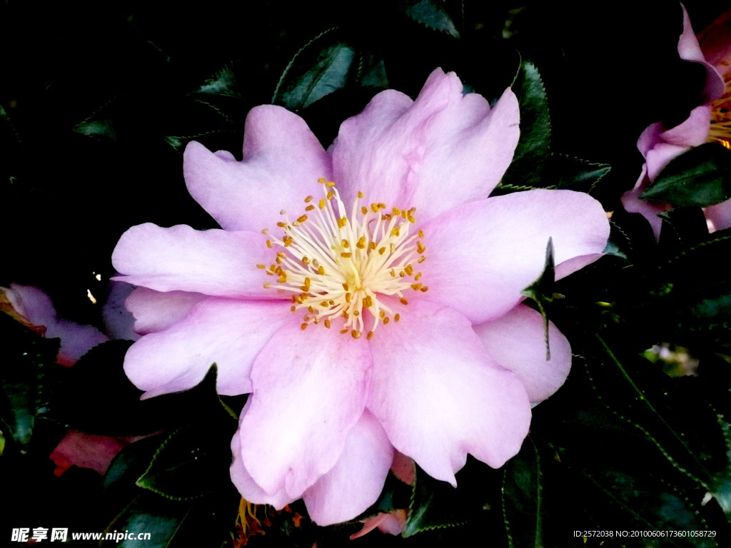 山茶花