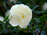 山茶花