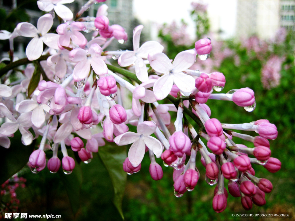 丁香花