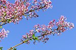 春天的丁香花