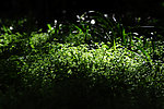 幽幽青草