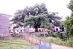 大树