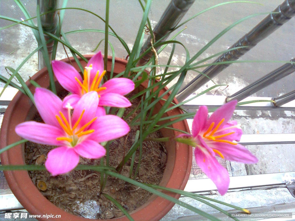 石蒜花