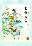 花与鸟