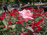 粉红 月季花