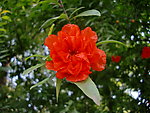 石榴花