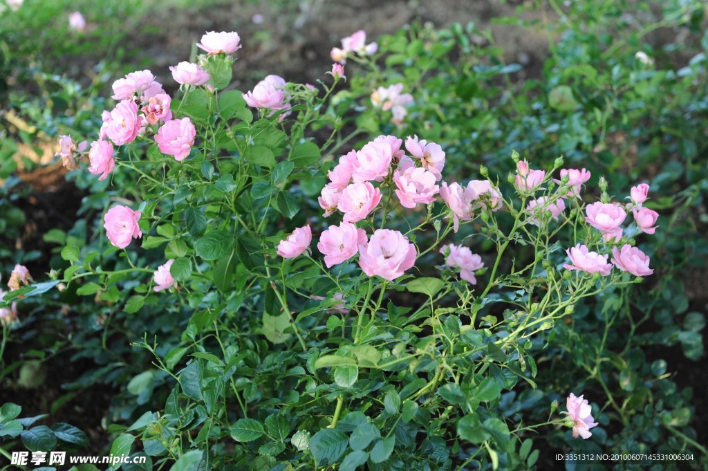 花 叶子 紫色 花朵
