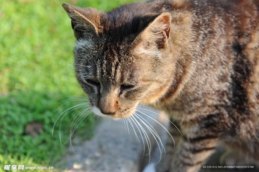 草皮 猫 散步