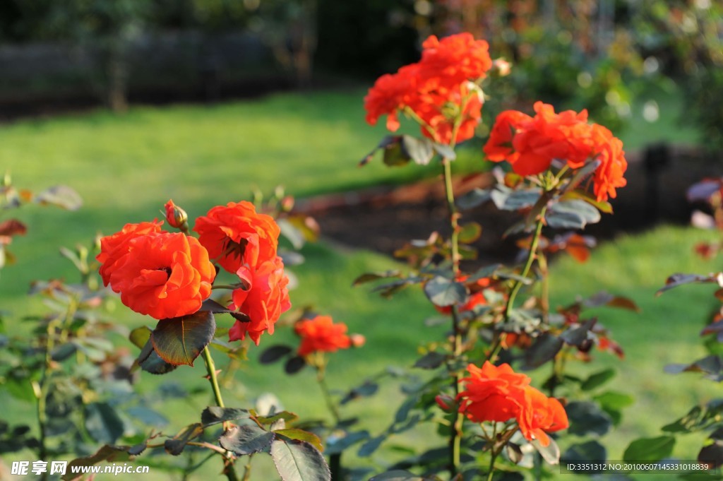 红花 绿叶 草皮 树木