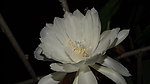 昙花