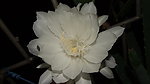 昙花