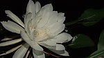 昙花