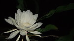 昙花