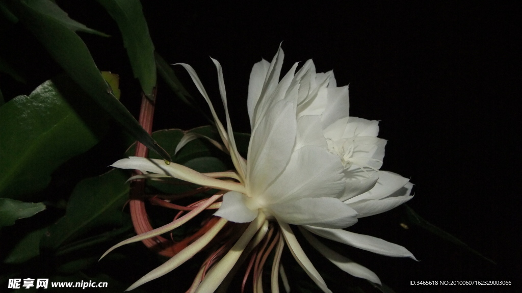 昙花