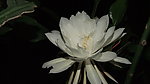 昙花