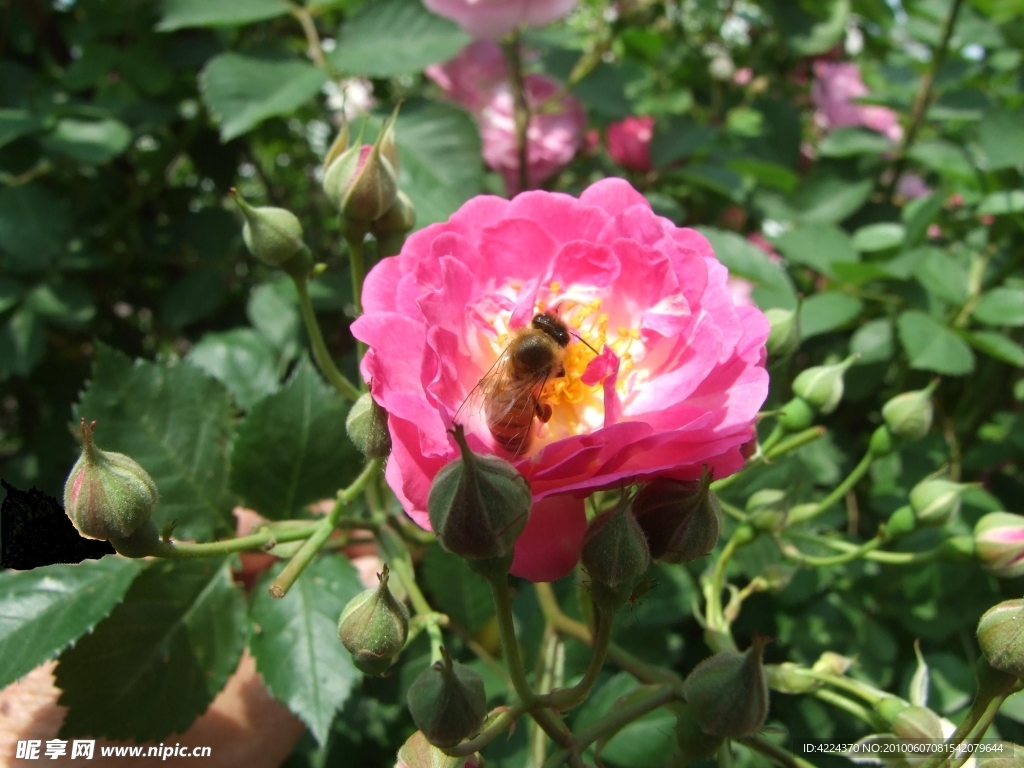 蔷薇花与蜜蜂