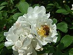 蔷薇花与蜜蜂
