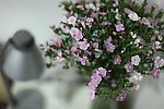 卧室里的花