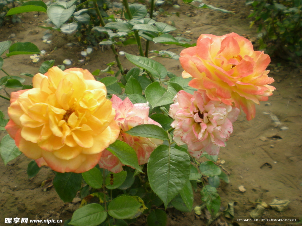 月季花朵蜜蜂