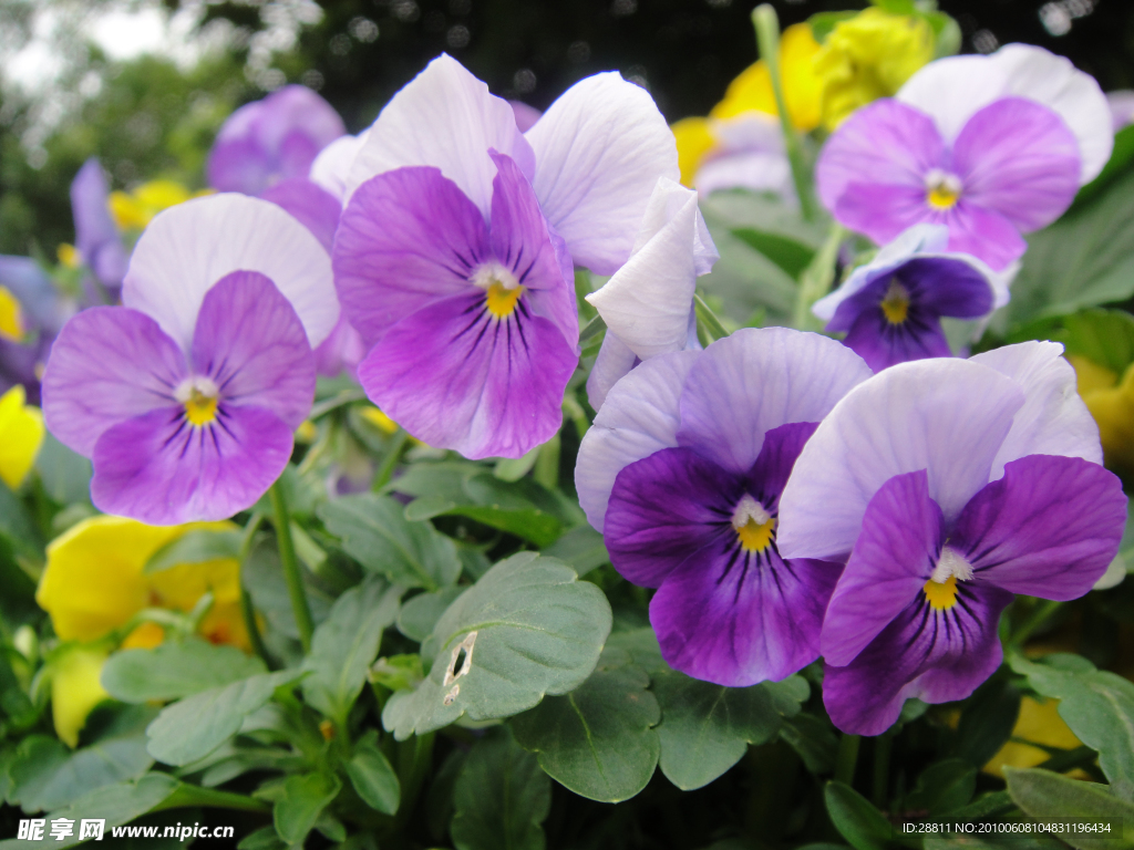 鲜花