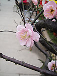 梅花