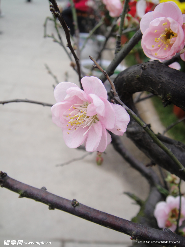 梅花