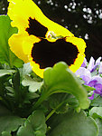蝴蝶花
