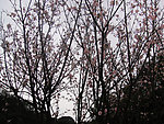 梅花树