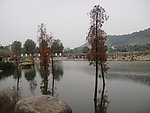 水中树