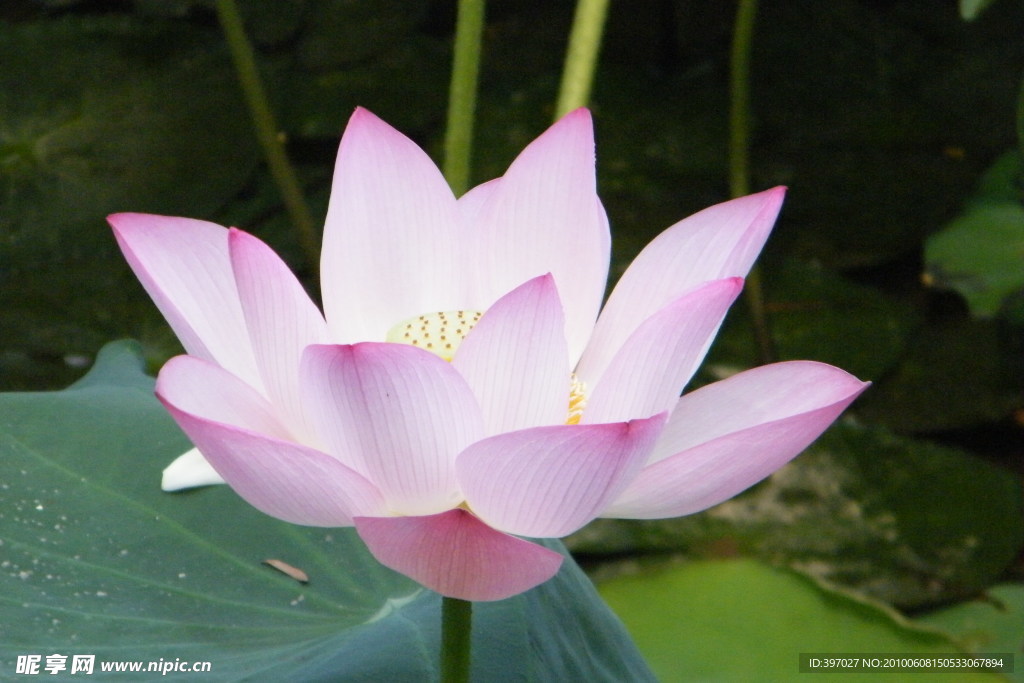 莲花