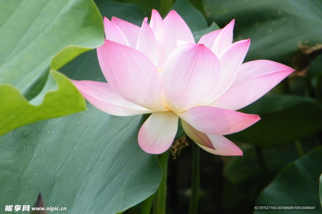 莲花
