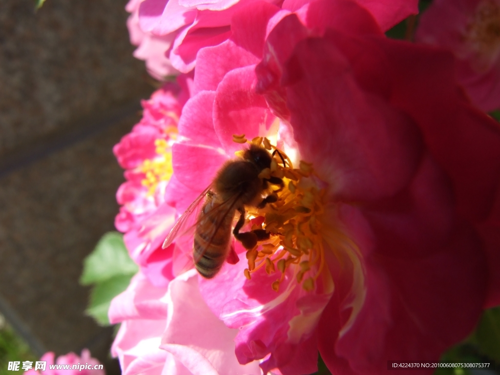 蔷薇花