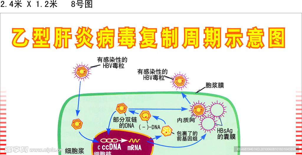 乙型肝炎示意图