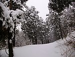 南方雪景