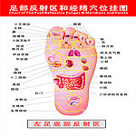 足部反射区穴位图左图